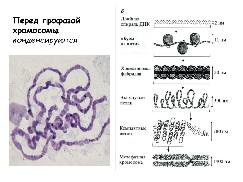 Перед профазой хромосомы конденсируются